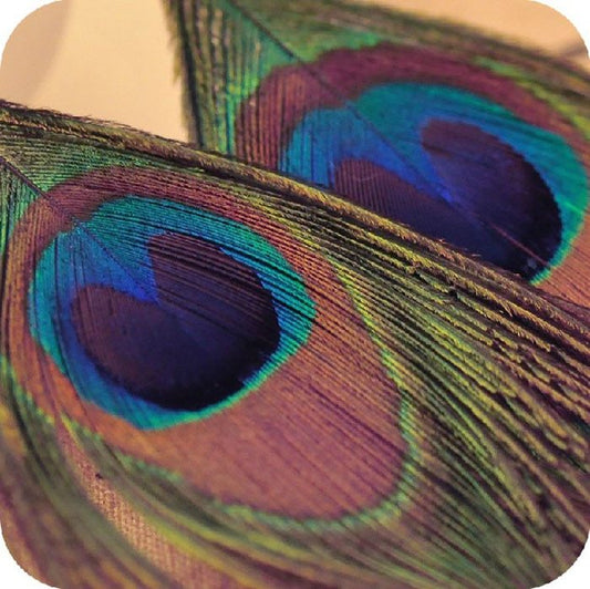 New Fashion Jewelry Earrings For Women Boho Charming Earring Simple Peacock Feather Vintage Luxury Long Dangle Earrings Cut (Available)