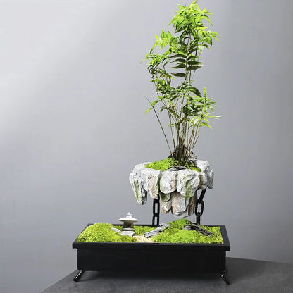 Creative Bamboo Succulent Pot Rich Tree Bonsai Iron Tree Rice Bamboo Indoor Floating Island Suspended Iron Micro Landscape Pot